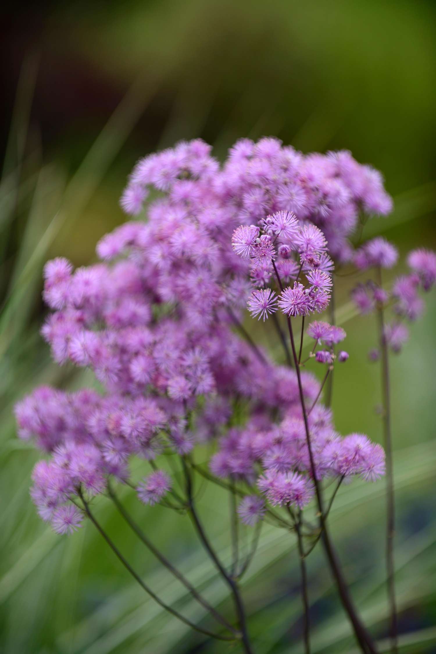Thalictrum 'Thundercloud'